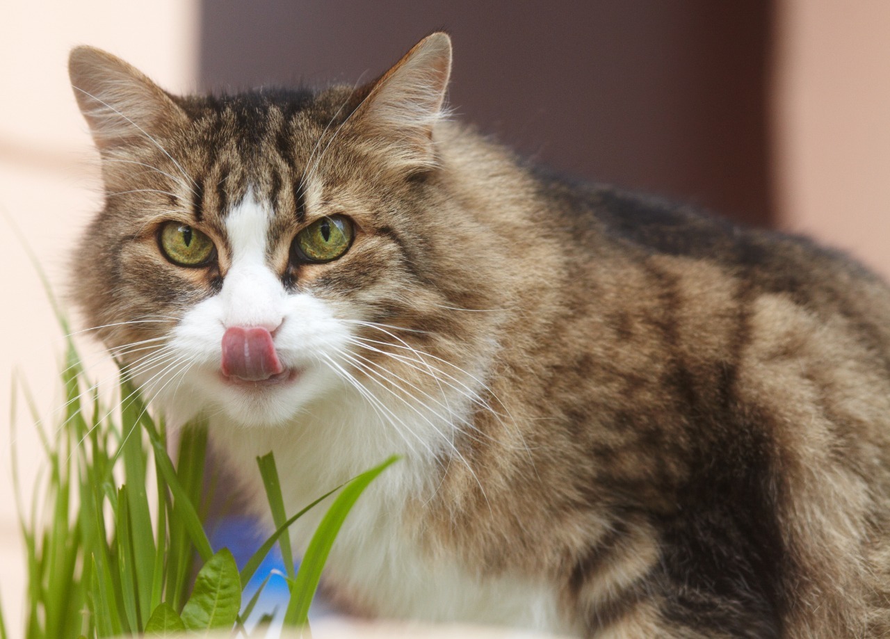 Moscow. Domestic cat looking for a home - My, No rating, cat, Moscow, In good hands, Help, Pets, Longpost