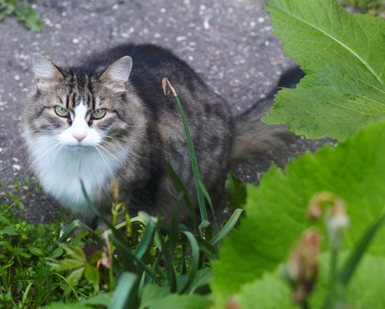 Moscow. Domestic cat looking for a home - My, No rating, cat, Moscow, In good hands, Help, Pets, Longpost