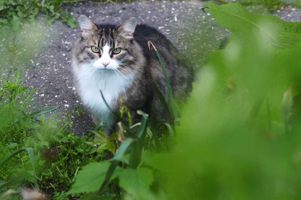 Moscow. Domestic cat looking for a home - My, No rating, cat, Moscow, In good hands, Help, Pets, Longpost