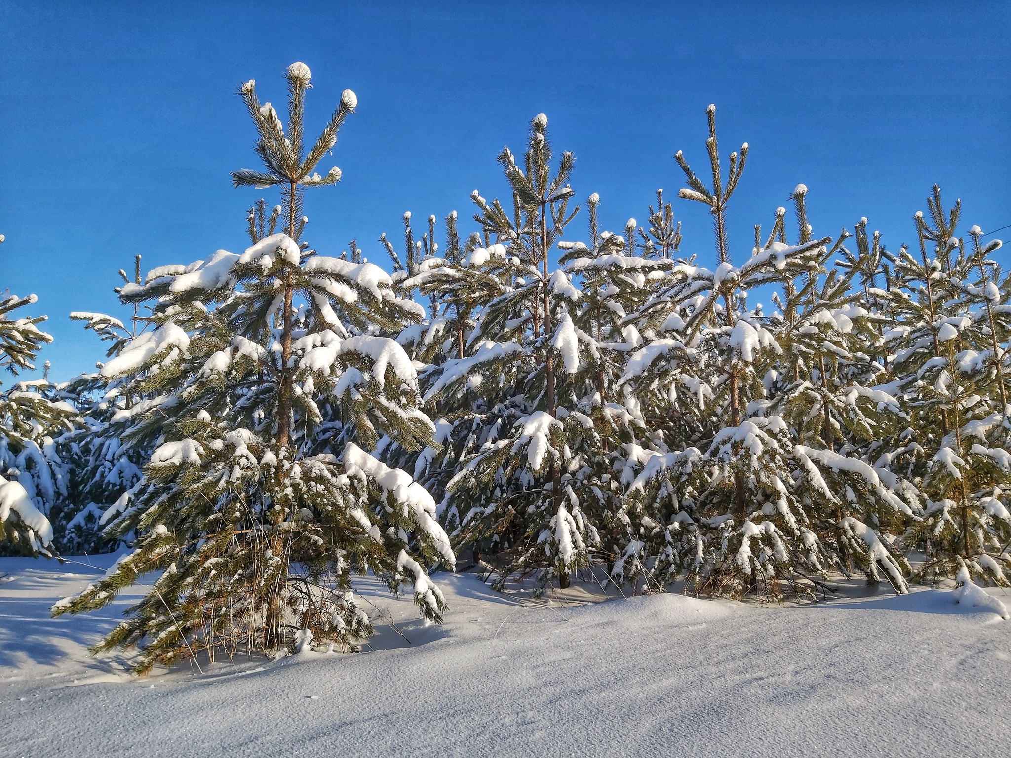 Winter - My, Winter, Ski track, Field, Longpost