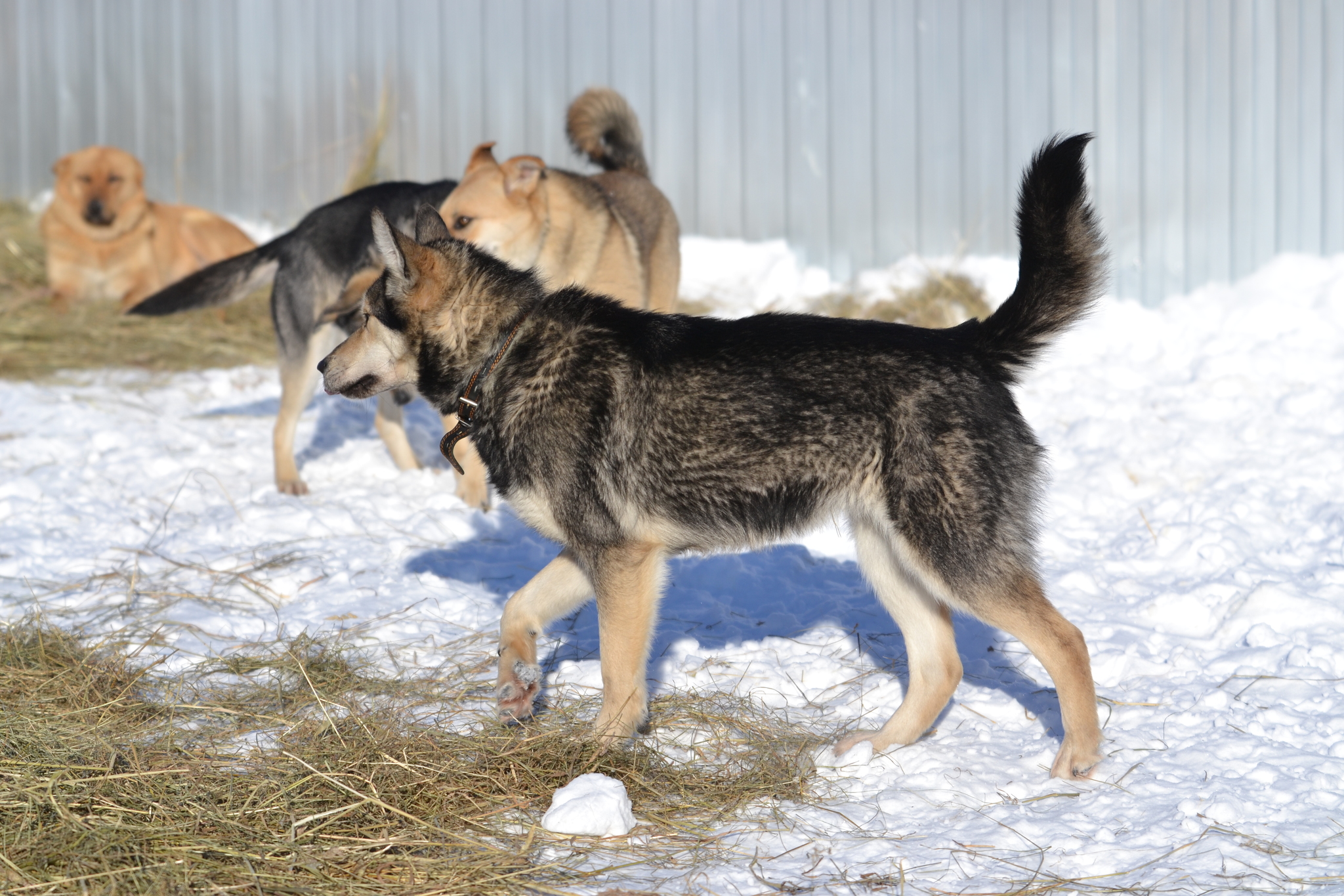 Alisa and Nike got their hair cut despite the winter - My, Dog, Winter, The photo, Longpost