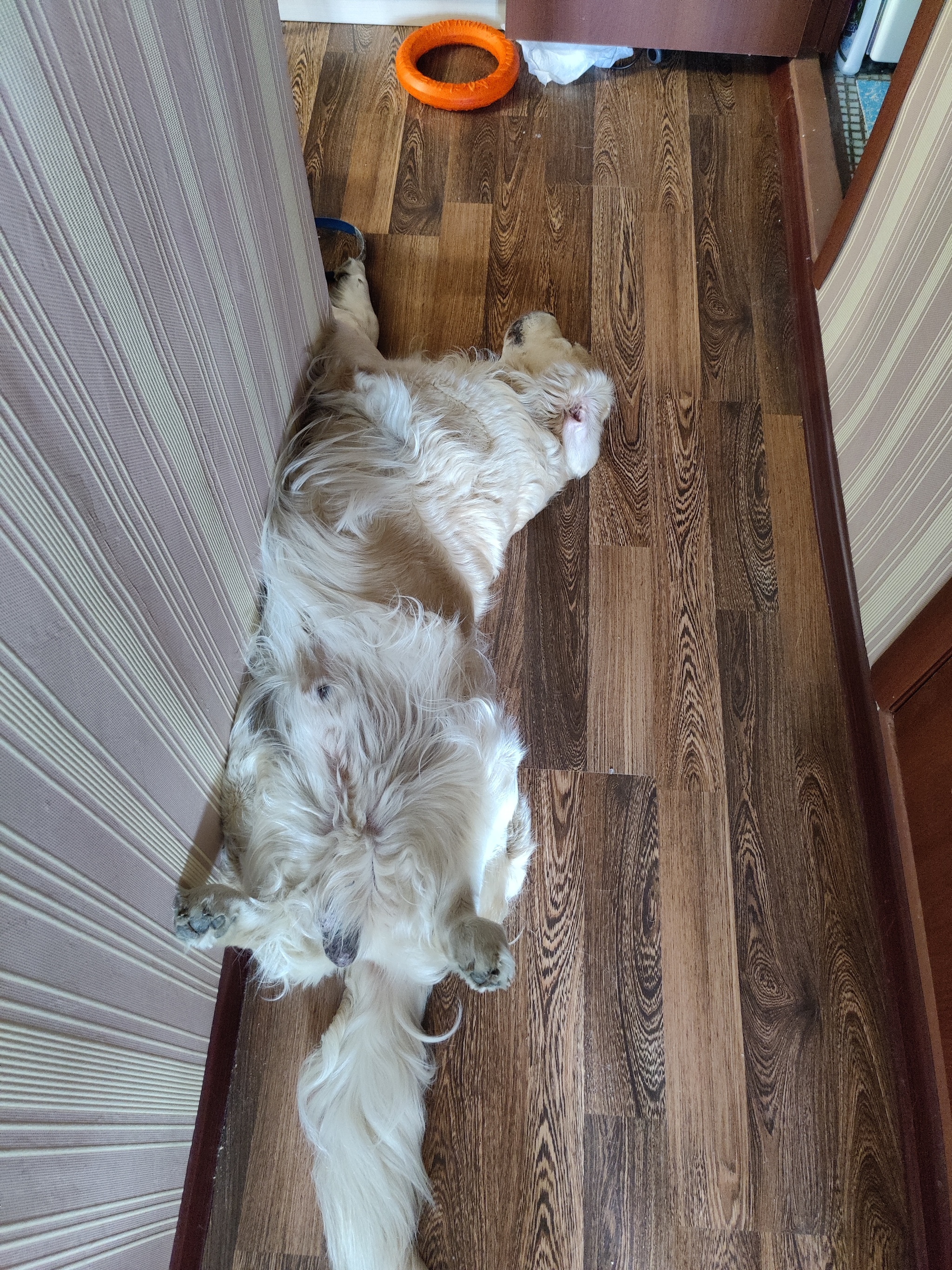 Ventilation mode enabled - My, Golden retriever, The photo, Dog days, Retriever, Dog, Longpost