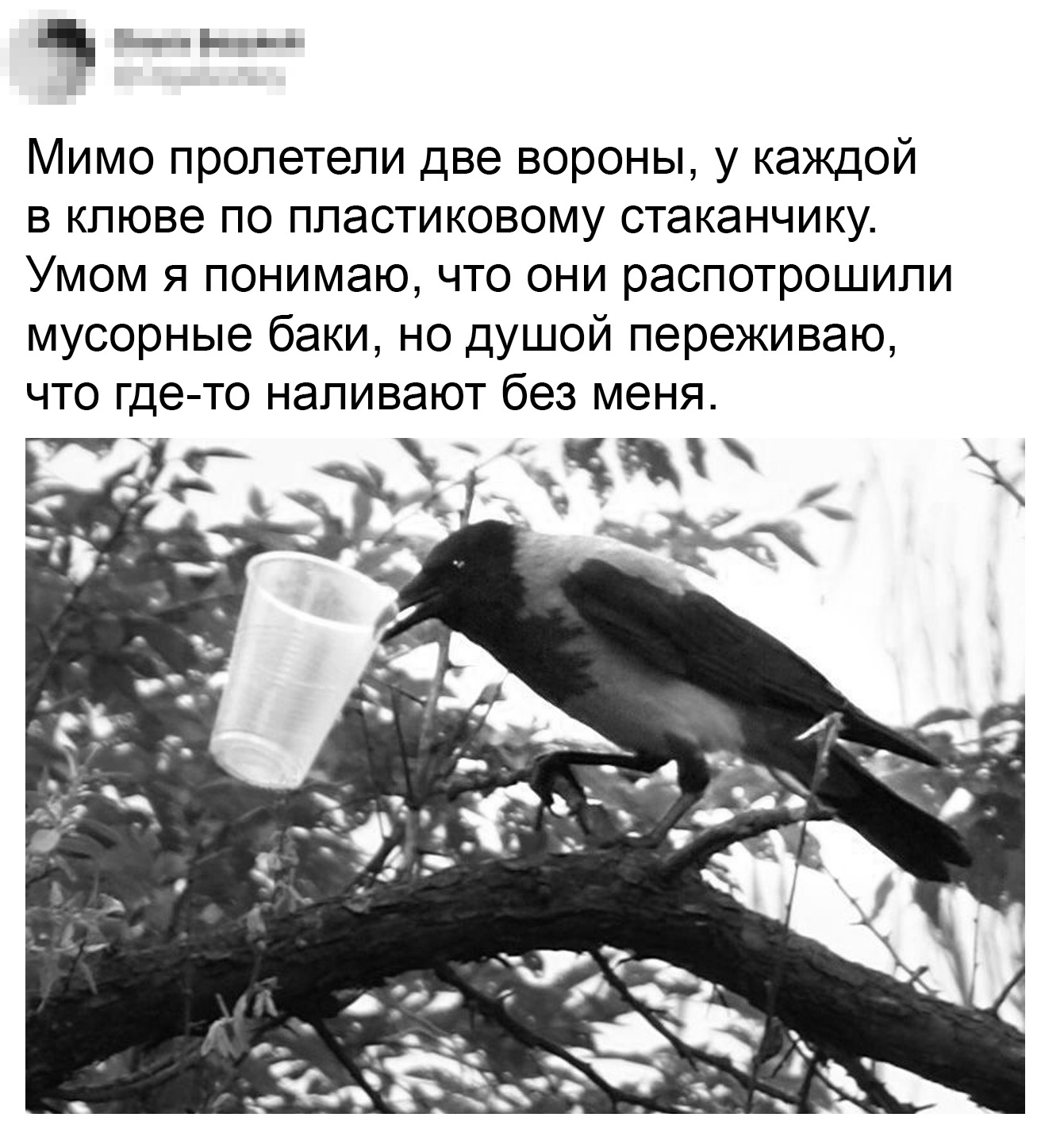 They flew to the rally - Humor, From the network, Picture with text, Crow