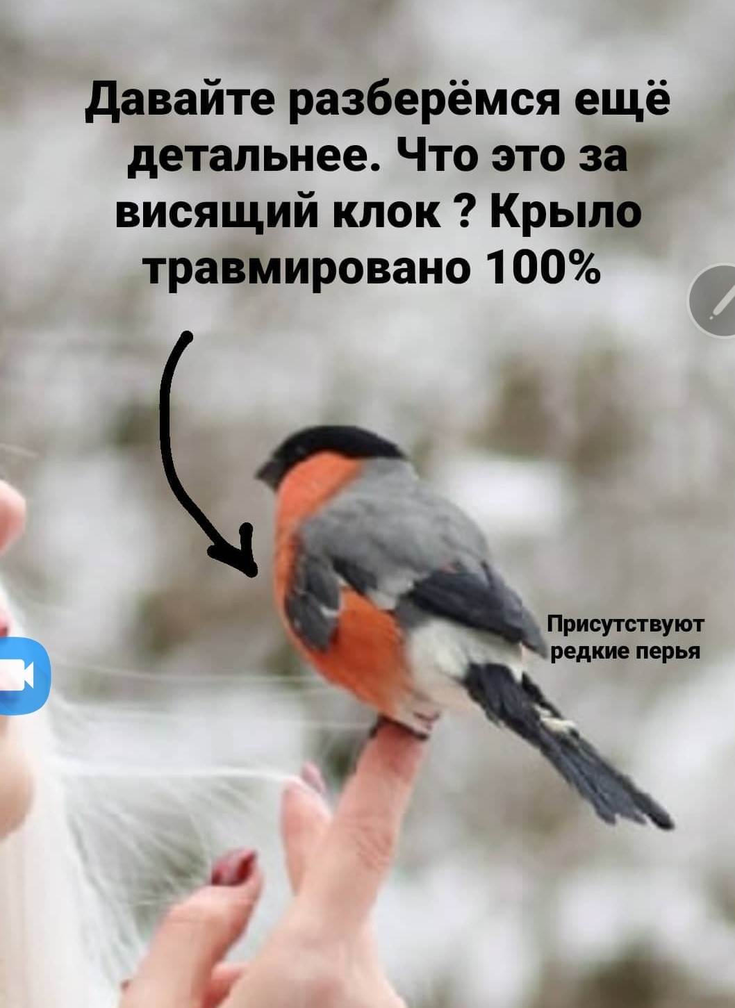 Do you want a photo with a half-corpse bird? - Bullfinches, Birds, Ornithology, Video, Longpost, Picture with text, Cruelty to animals, Negative, PHOTOSESSION