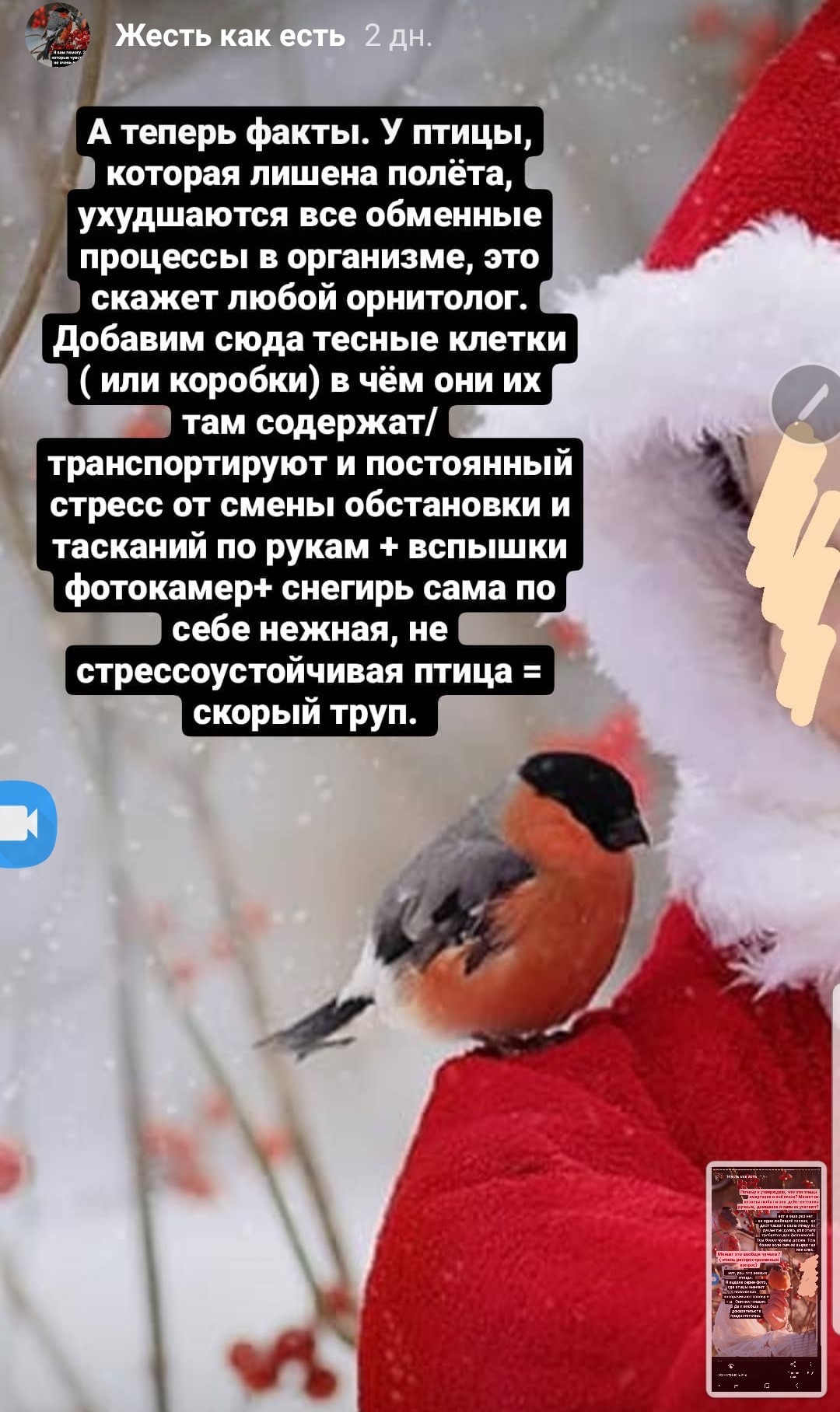 Do you want a photo with a half-corpse bird? - Bullfinches, Birds, Ornithology, Video, Longpost, Picture with text, Cruelty to animals, Negative, PHOTOSESSION