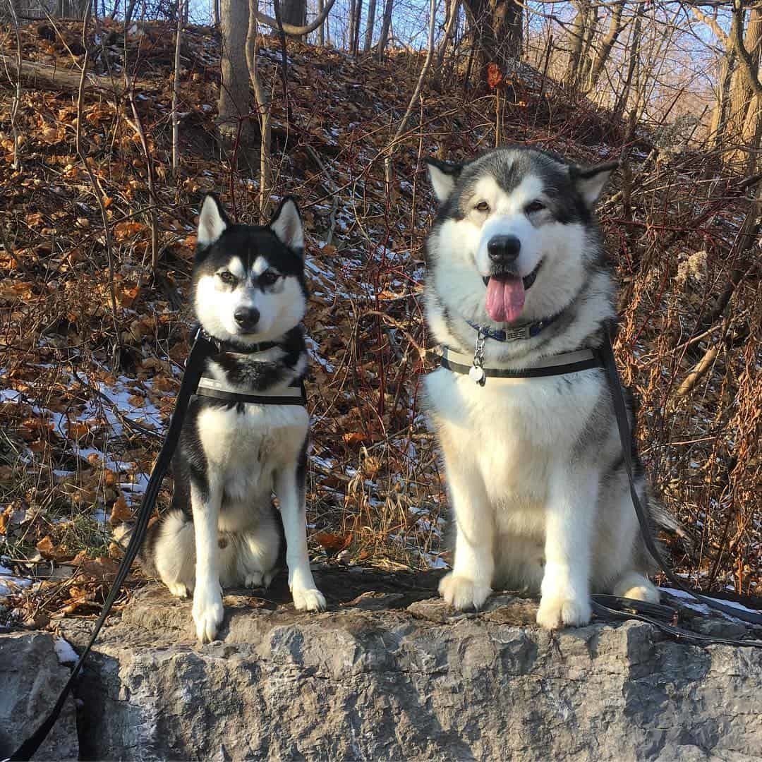 Friends - Husky, Alaskan Malamute, Dog, The photo