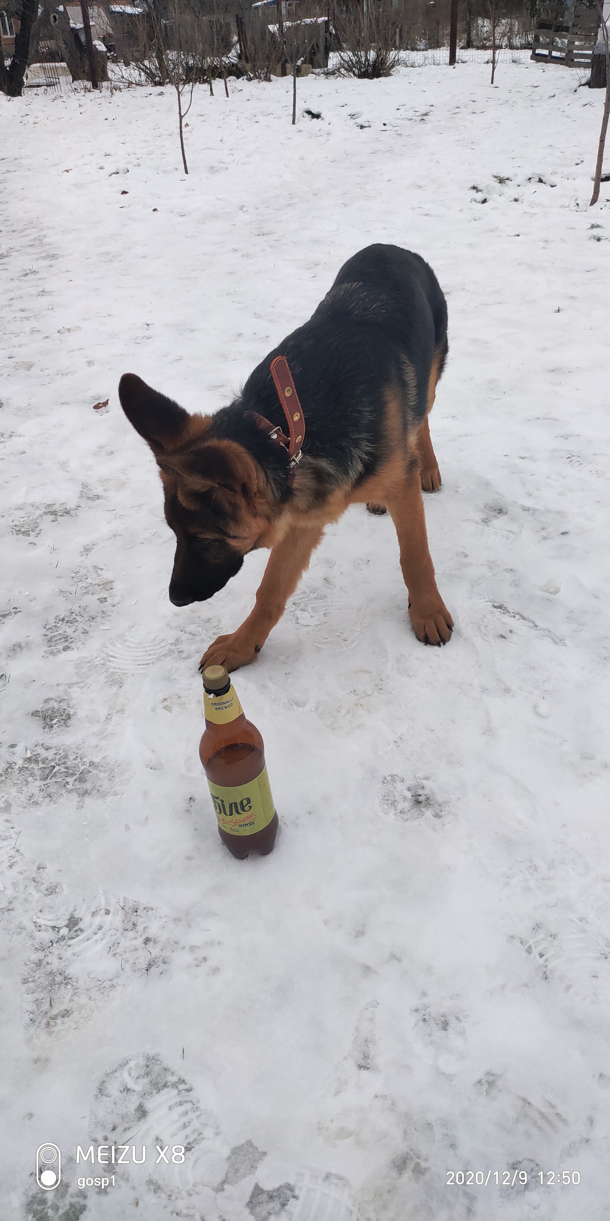 Ritchie (Blackmore) - My, German Shepherd, Dog, The photo, Longpost