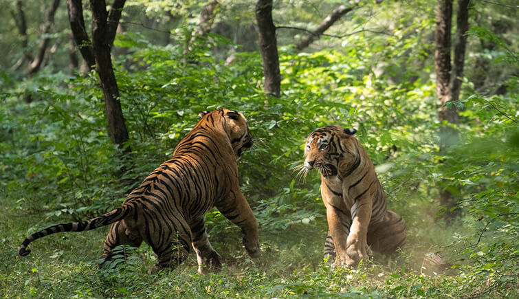 Battle for love - Tiger, Bengal tiger, Big cats, National park, India, Love, Cat family, Battle, Video, Longpost, Animals, Wild animals