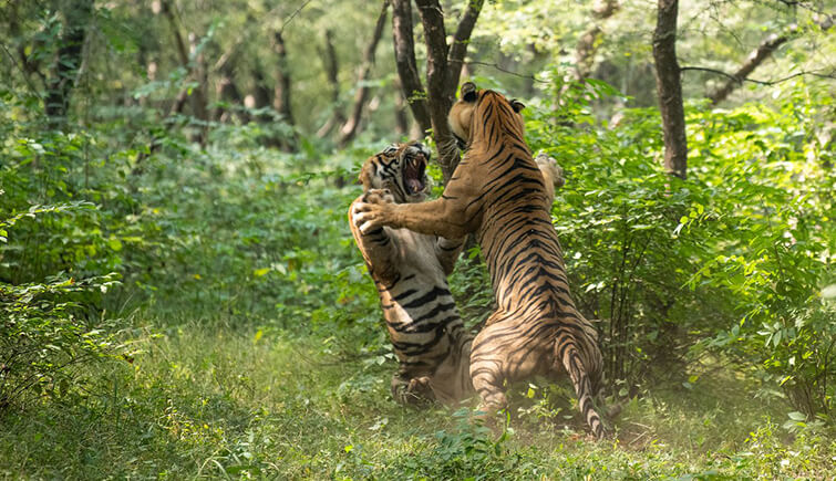 Battle for love - Tiger, Bengal tiger, Big cats, National park, India, Love, Cat family, Battle, Video, Longpost, Animals, Wild animals