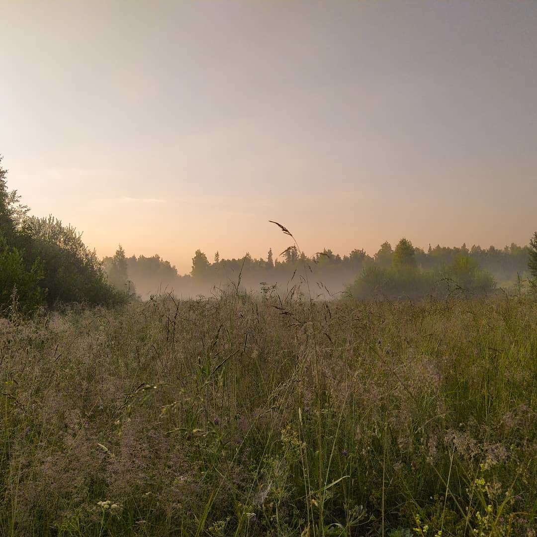 Summer memory - My, Summer, Forest, Dacha, Longpost