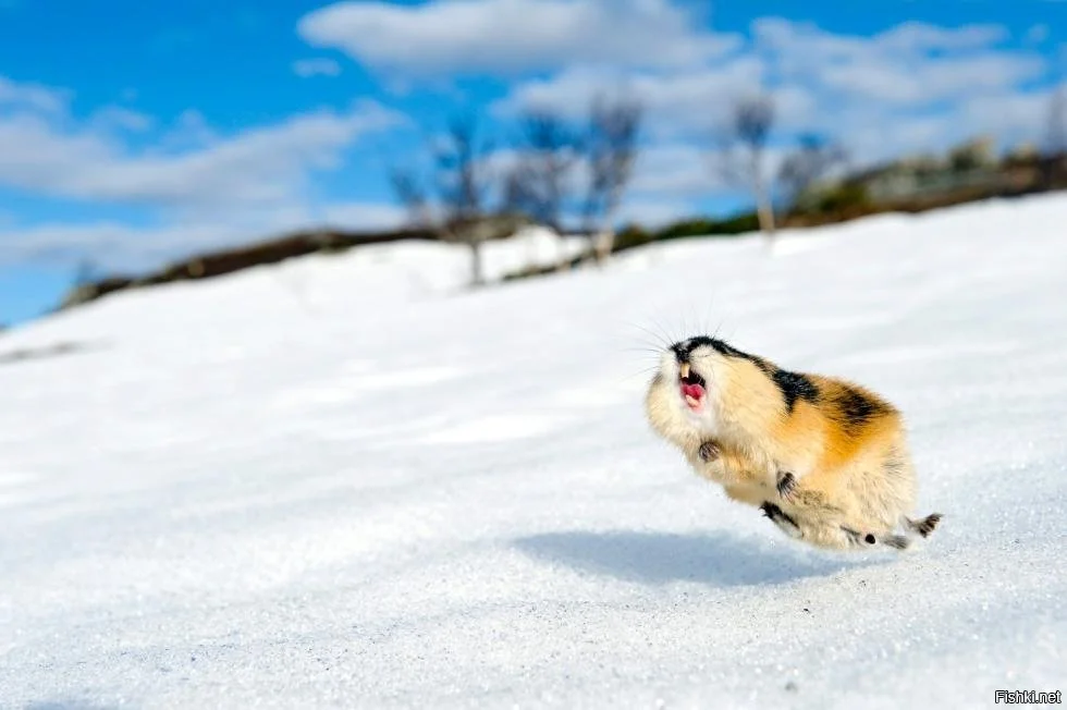 Lemming: The creators of the film about the tundra themselves threw rodents off the cliff to create a myth of mass suicide - Lemmings, Animals, Rodents, Animal book, GIF, Longpost, Yandex Zen