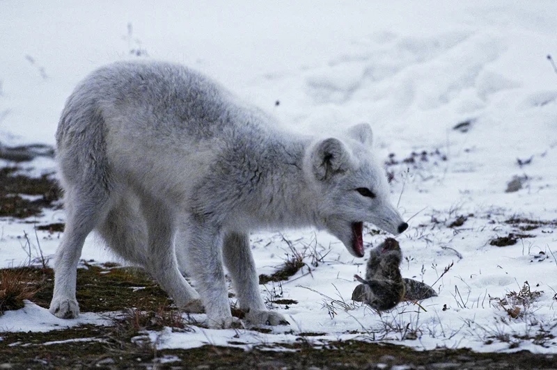 Lemming: The creators of the film about the tundra themselves threw rodents off the cliff to create a myth of mass suicide - Lemmings, Animals, Rodents, Animal book, GIF, Longpost, Yandex Zen