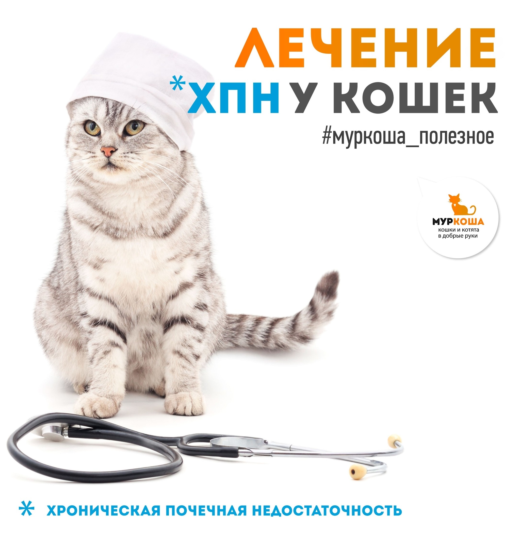 Делимся полезной информацией: лечение ХПН у кошек | Пикабу