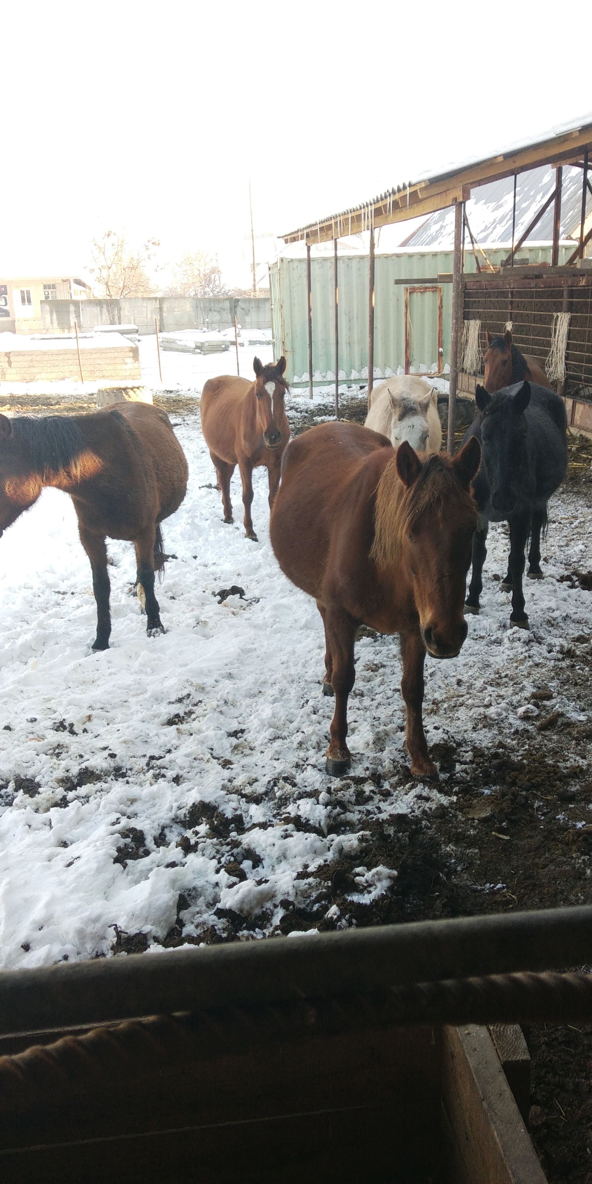 Continuation of the post “About horses” - My, Horses, Milota, Foal, Nature, Dog, Фрукты, Video, Longpost