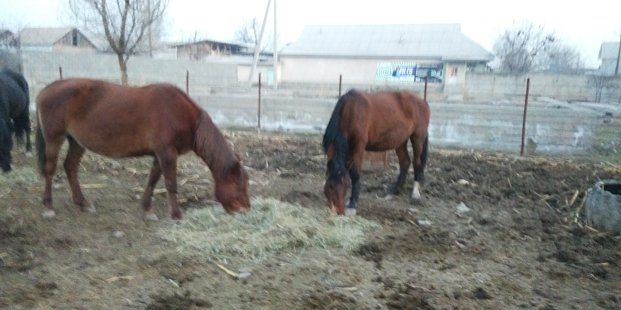 Continuation of the post “About horses” - My, Horses, Milota, Foal, Nature, Dog, Фрукты, Video, Longpost