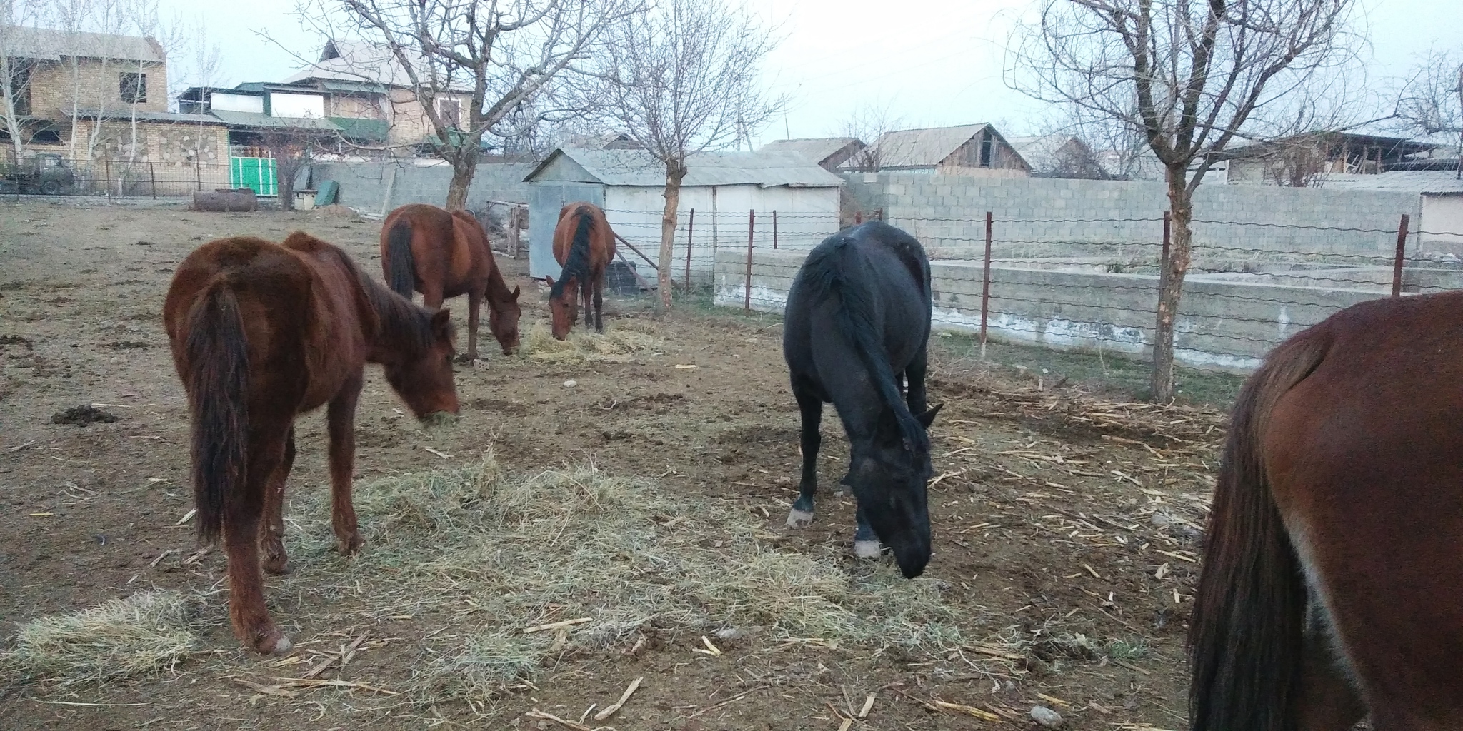 Continuation of the post “About horses” - My, Horses, Milota, Foal, Nature, Dog, Фрукты, Video, Longpost