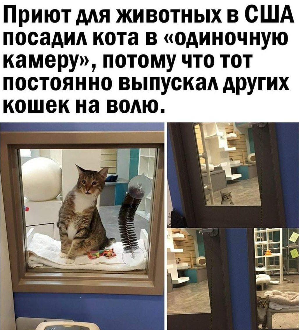 Extremely dangerous - Animals, cat, Animal shelter, The escape, Picture with text