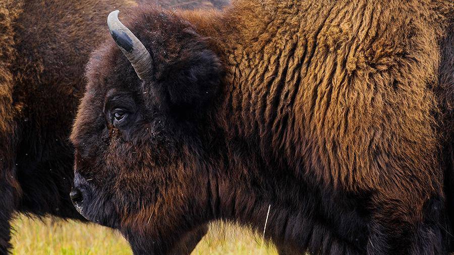 Steppe bison from Latvia will settle in the Pleistocene Park in Yakutia - Yakutia, Buffalo, Mammoth, Arctic, Reserves and sanctuaries