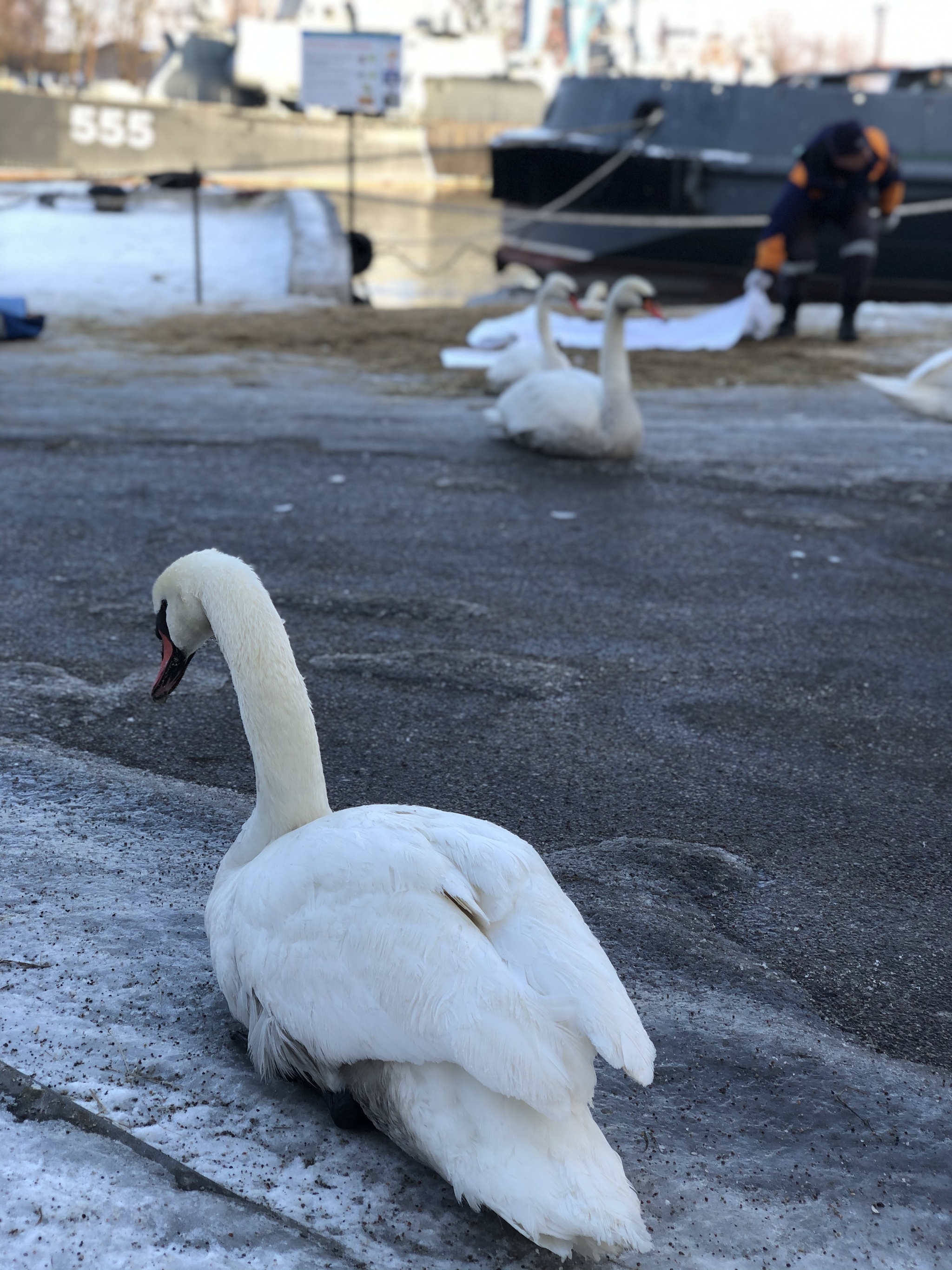 Rescue of swans in Baltiysk - My, Kaliningrad region, Baltiysk, Ecology, Swans, Video, Longpost, Birds