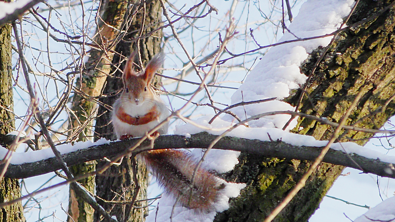 Squirrel. Today in Khortitsa - My, Squirrel, Khortytsia, Nature, Winter, The photo, Animals