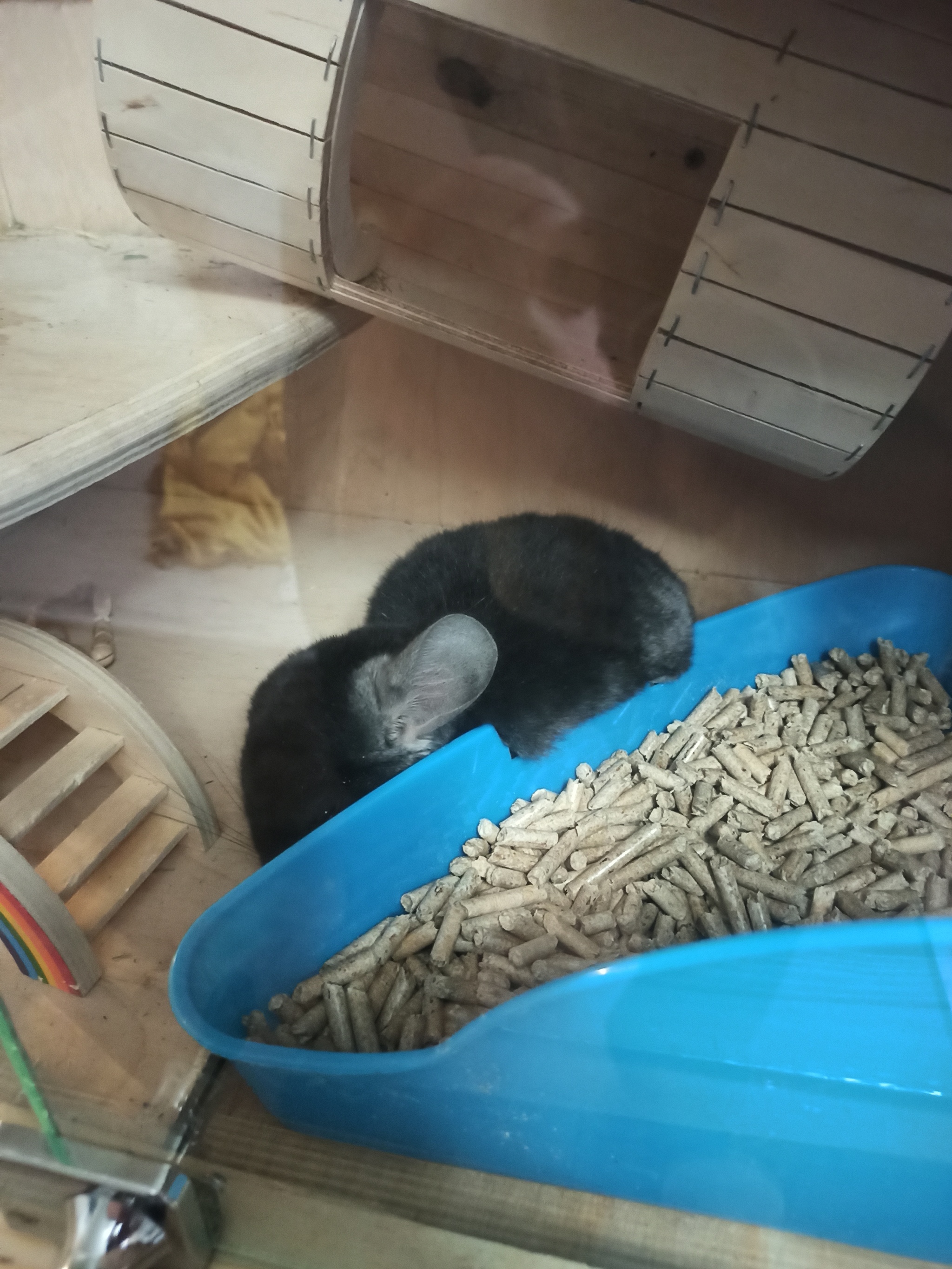 How do chinchillas sleep? - My, Chinchilla, Dream, Animals, Longpost