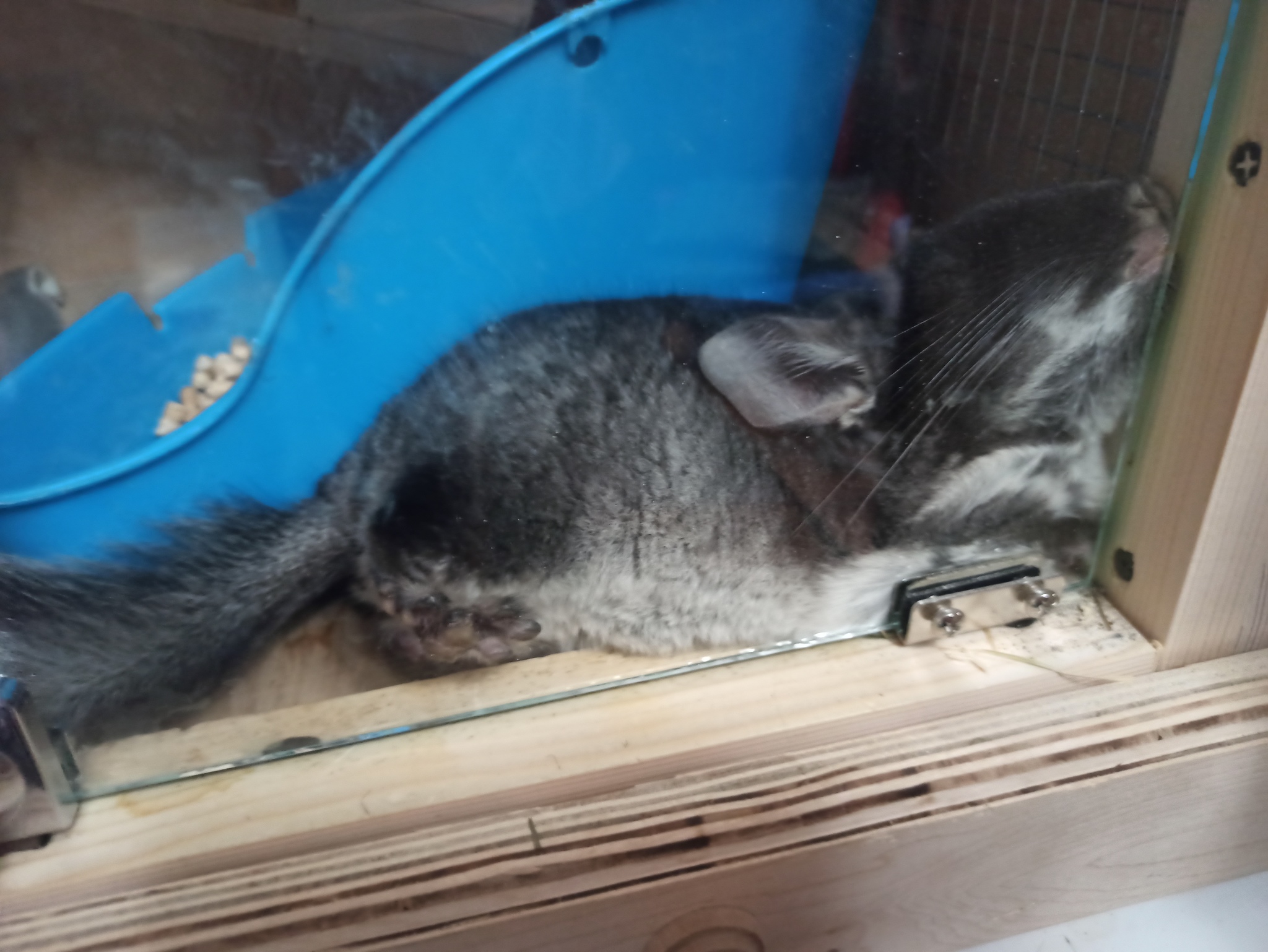 How do chinchillas sleep? - My, Chinchilla, Dream, Animals, Longpost