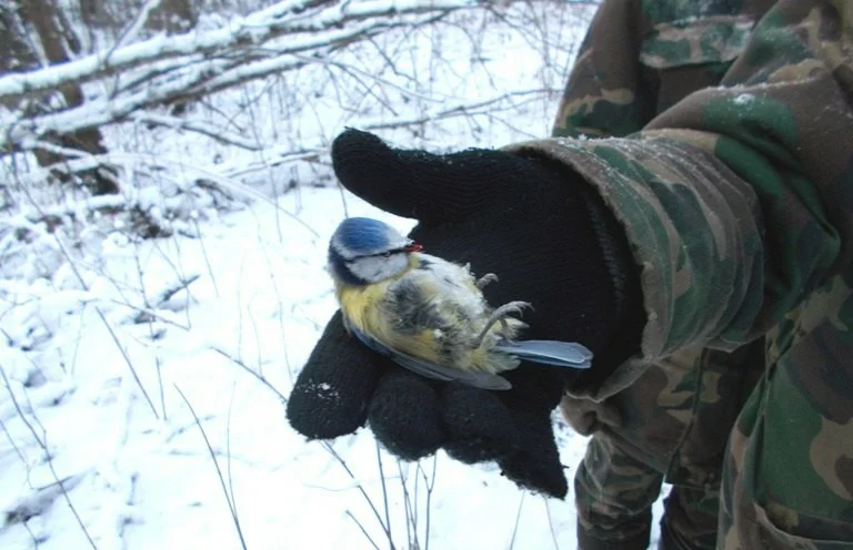 How to warm up a frozen bird? A short course in avian resuscitation from the Book of Animals! - Birds, Winter, Cold, Heating, Animals, Longpost, Animal Rescue