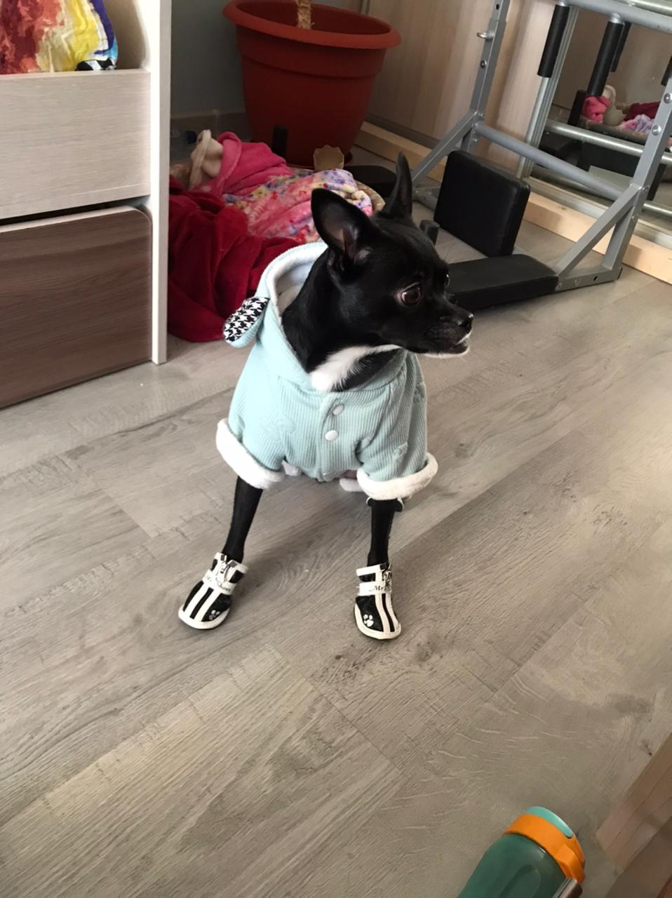 Mod (`) - Dog, Clothes for animals, Milota, Longpost