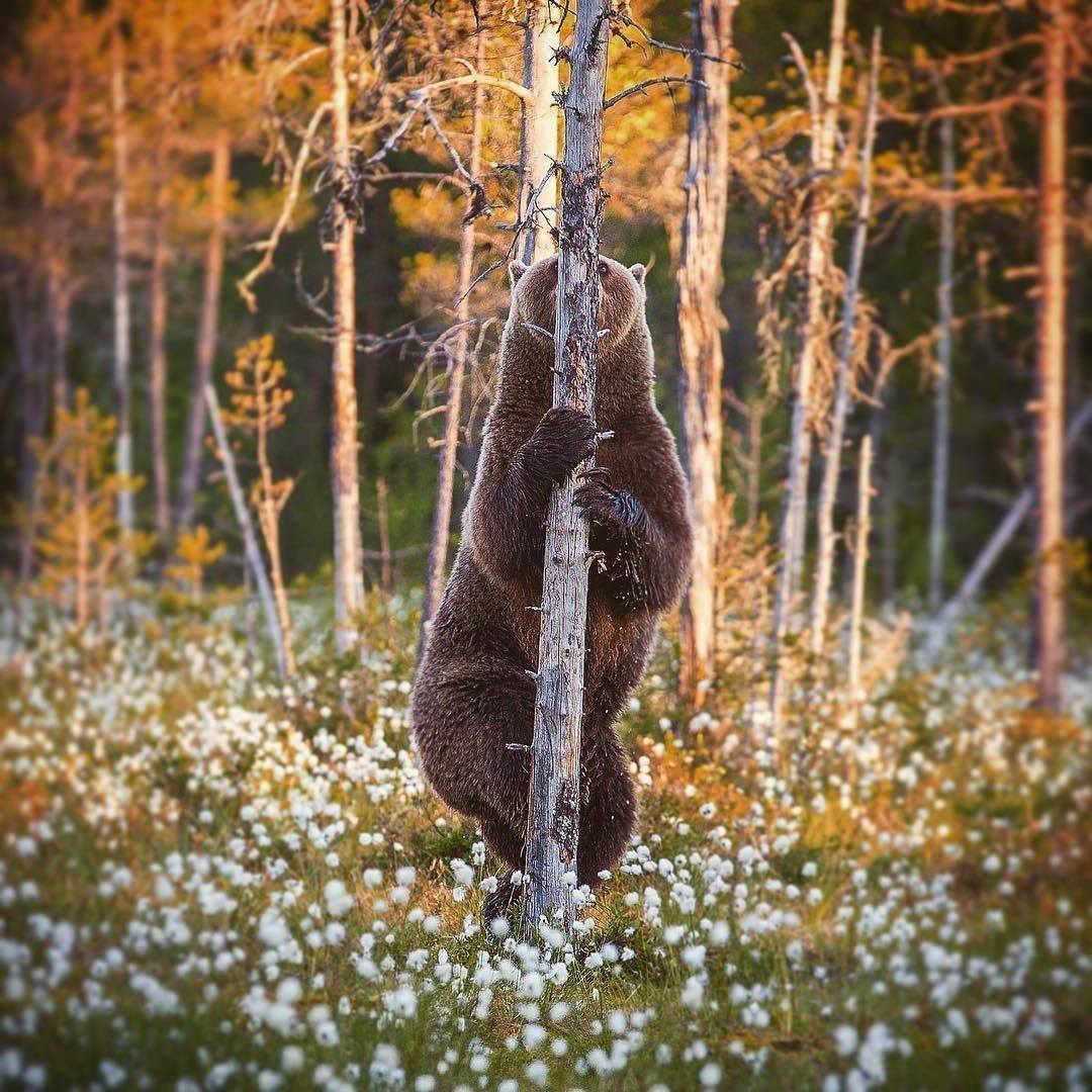 Hide and seek - The Bears, Forest, Tree, Hide and seek, Brown bears