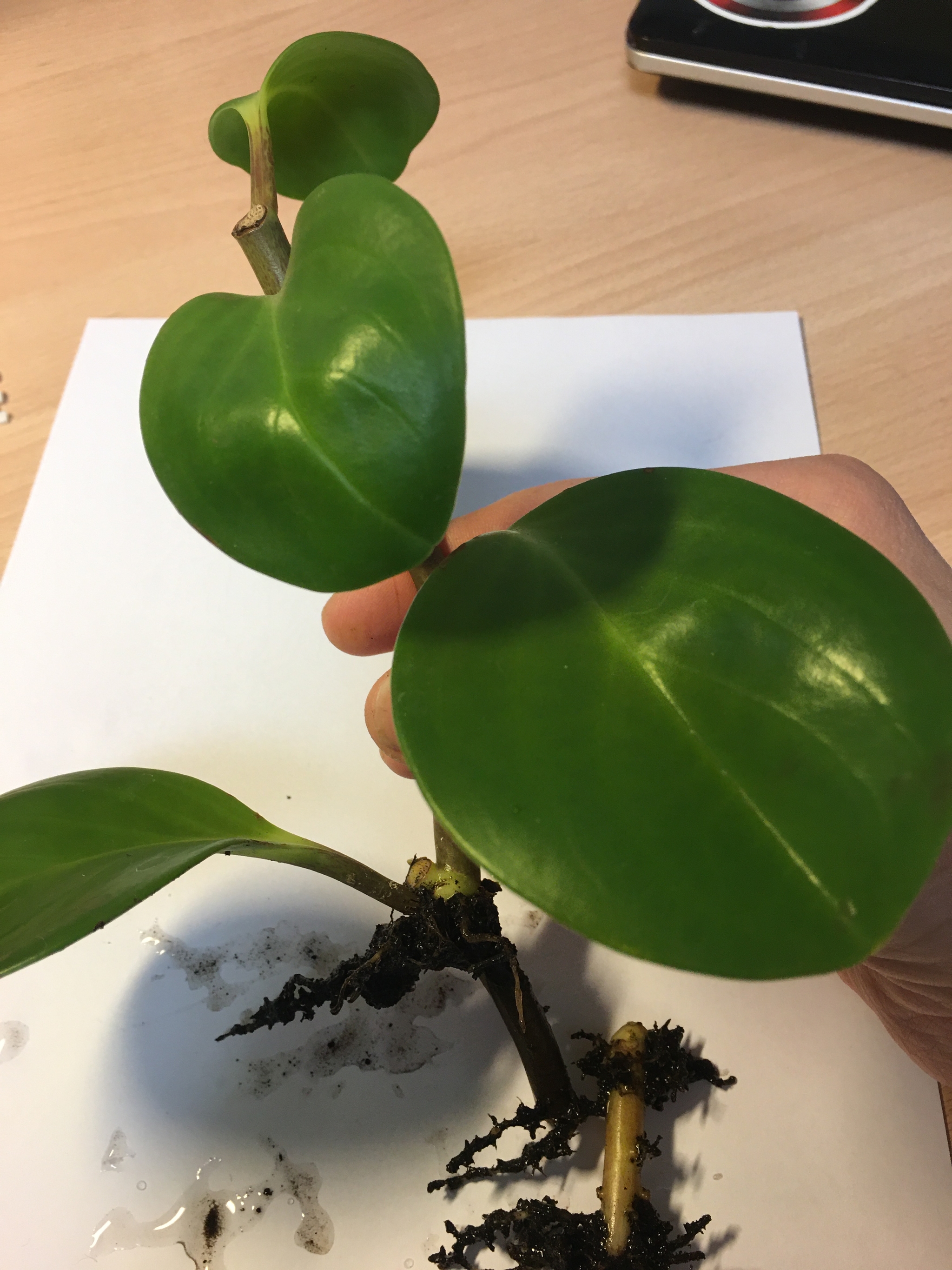 What kind of plant? - My, Longpost, What kind of plant, Help, Houseplants