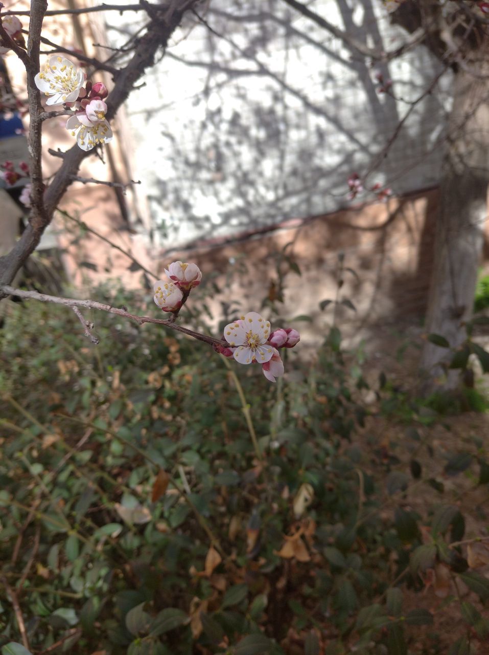 Spring is upon you, gentlemen. - Spring, Flowers, Apricot, Longpost