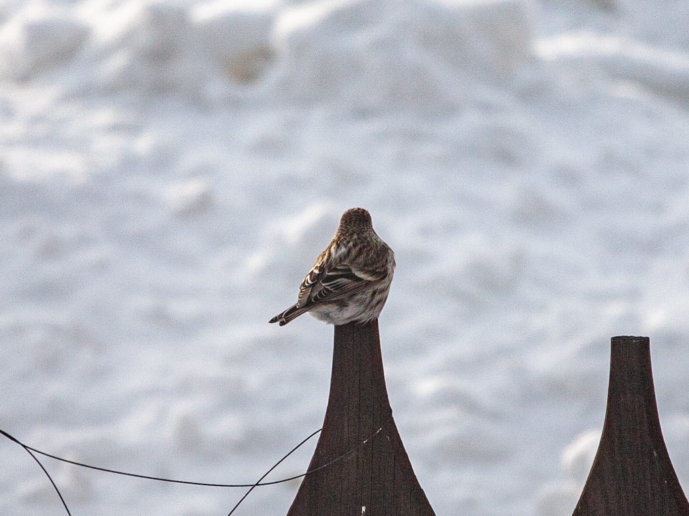 Tap dancing - My, Birds, Redpoll, Longpost