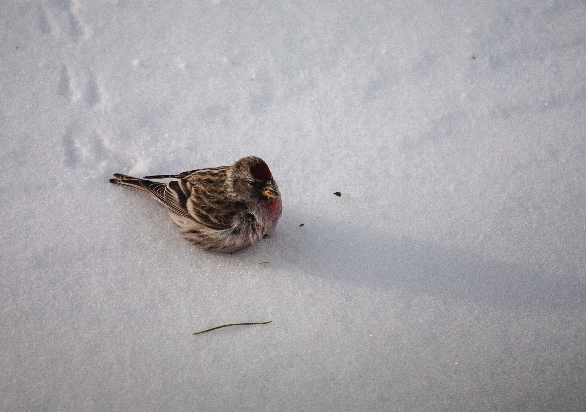 Tap dancing - My, Birds, Redpoll, Longpost