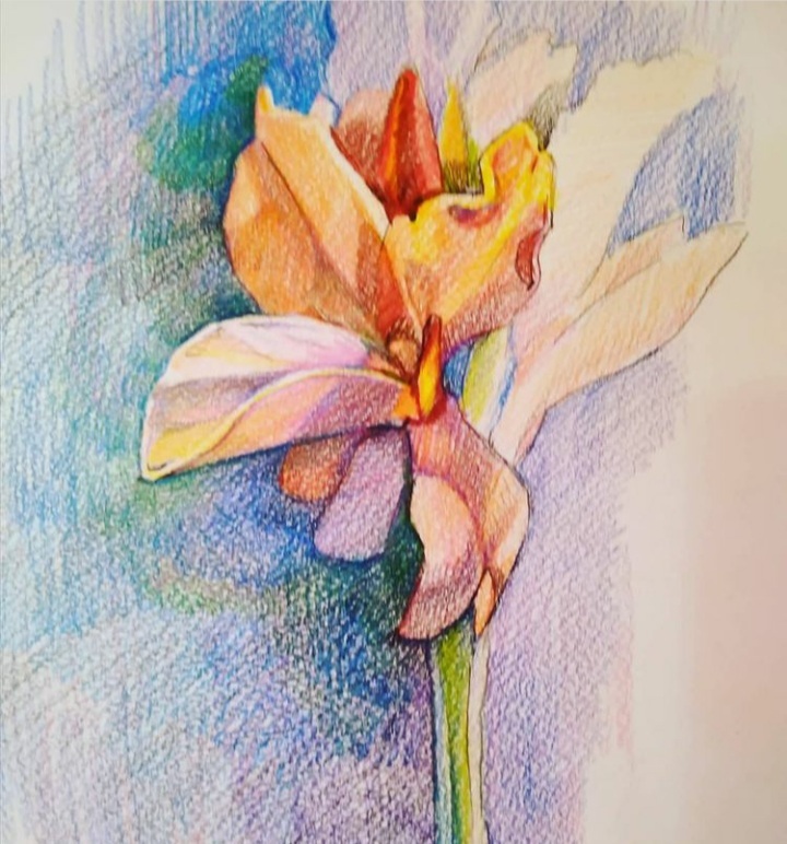 Flowers. Watercolor, colored pencils - My, Flowers, Watercolor, Longpost