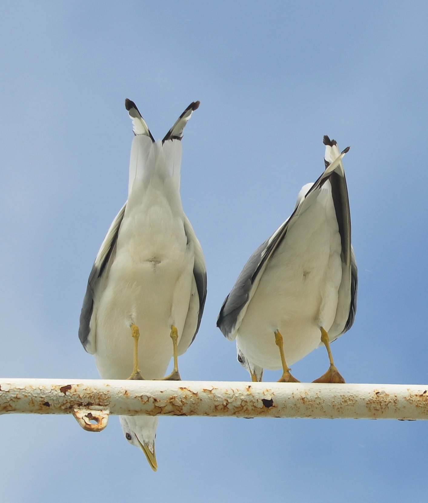 And now briefly about the situation in the country, we have everything! - Kamchatka, Seagulls, Irony