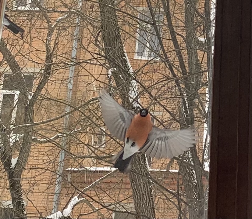 Bullfinches outside my window - My, Bullfinches, Birds, Kaluga, Winter, Longpost