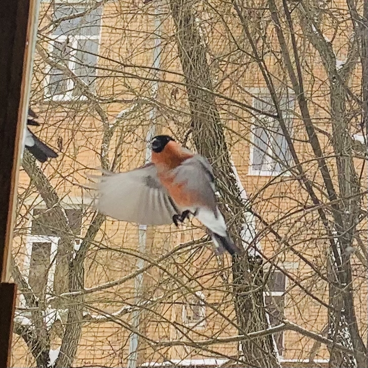 Bullfinches outside my window - My, Bullfinches, Birds, Kaluga, Winter, Longpost