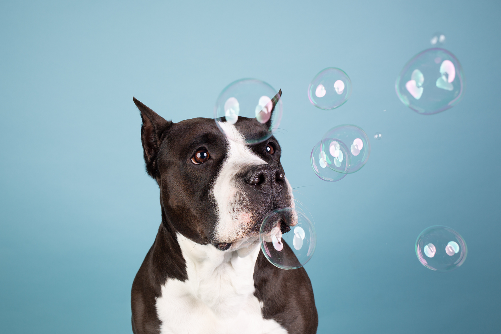 What are these things? - My, Bubble, Dog, Amstaff, PHOTOSESSION, Longpost, The photo