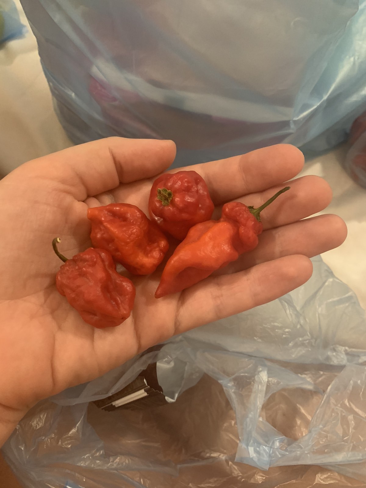 Help identify pepper - Hot peppers, Identification, Help me find, Longpost