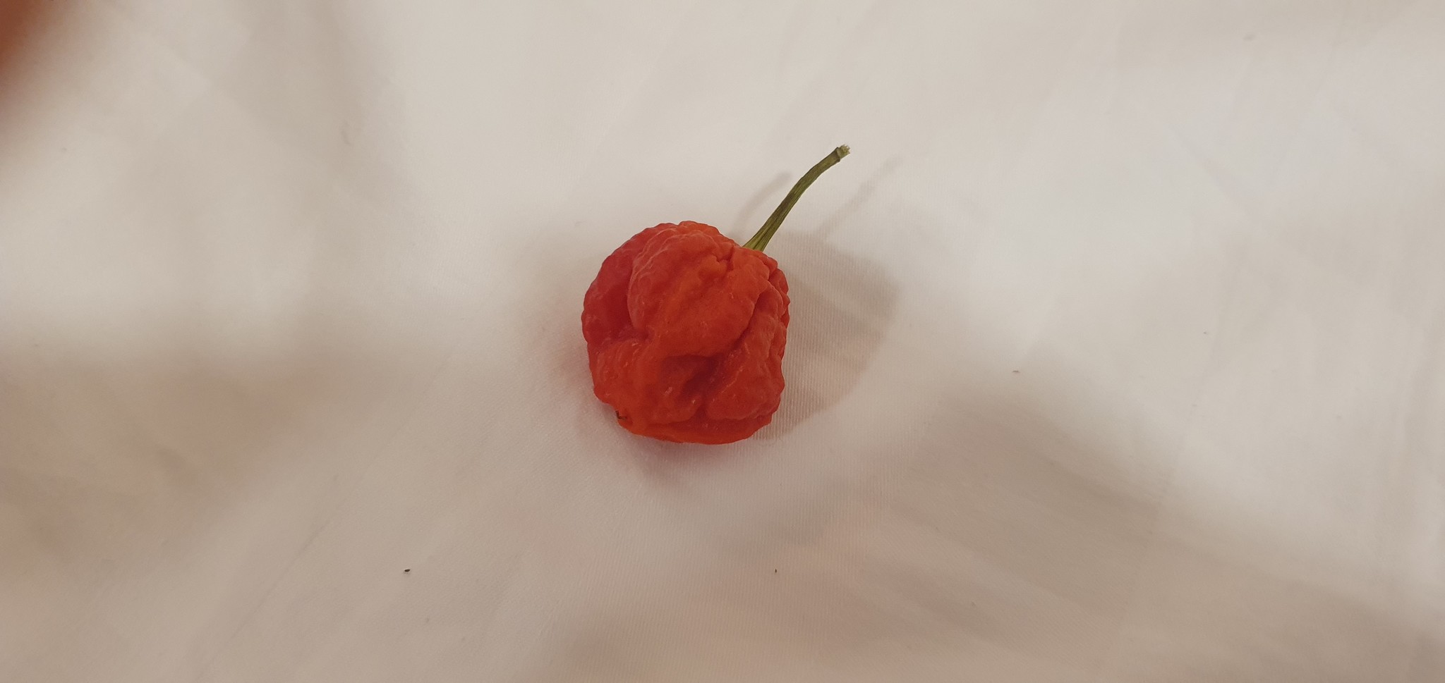 Help identify pepper - Hot peppers, Identification, Help me find, Longpost