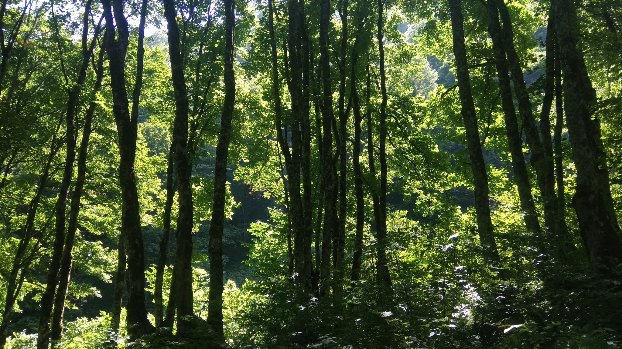 Mom's tourists on vacation - My, The mountains, Achishkho, Waterfall, The Bears, Longpost, Caucasian Reserve, Video