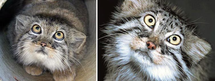 Cat Manul - the most expressive cat in the world - Pallas' cat, Longpost, Wild animals, Fluffy, Small cats, Cat family, Predatory animals