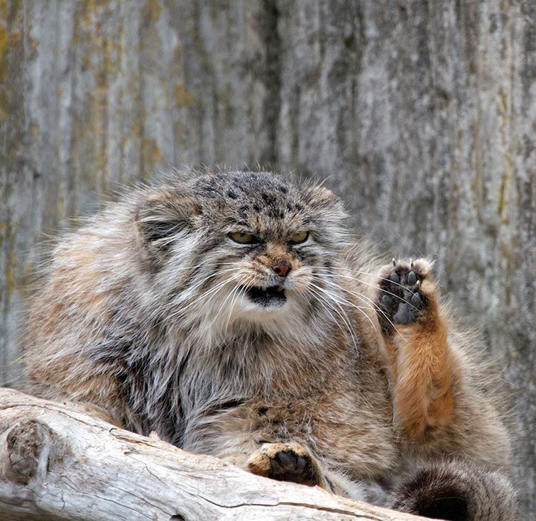 Cat Manul - the most expressive cat in the world - Pallas' cat, Longpost, Wild animals, Fluffy, Small cats, Cat family, Predatory animals