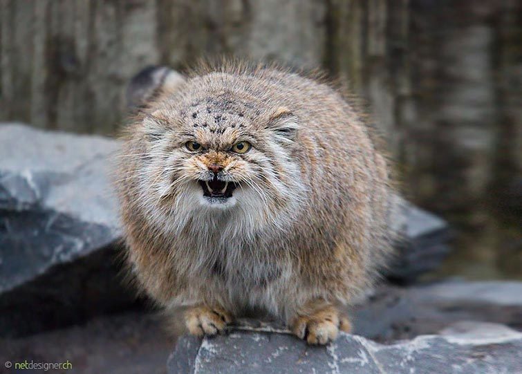 Cat Manul - the most expressive cat in the world - Pallas' cat, Longpost, Wild animals, Fluffy, Small cats, Cat family, Predatory animals