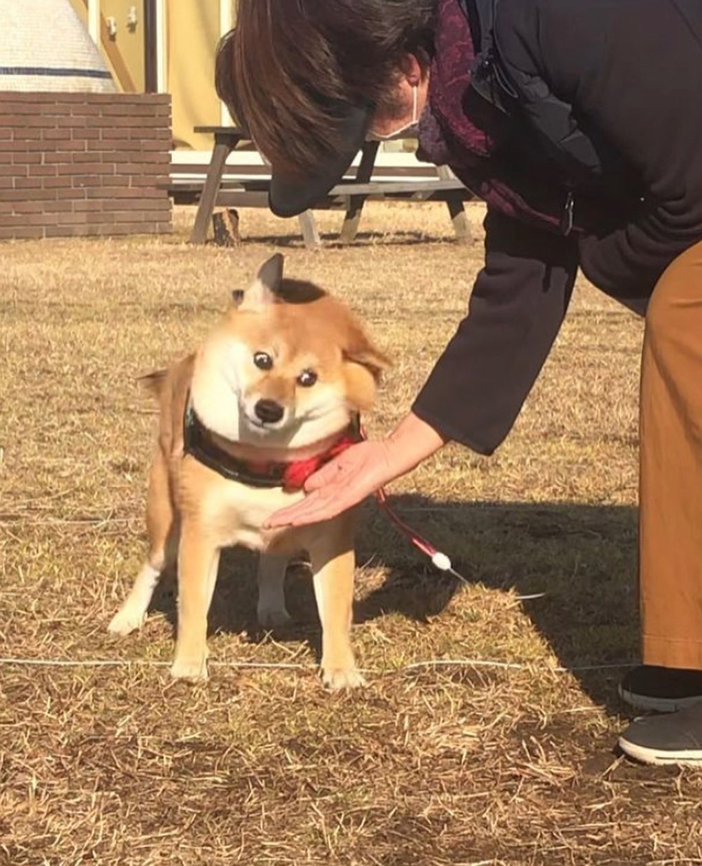 Well, hello, Monday! - Dog, Milota, Monday, Shiba Inu, High five, Animals