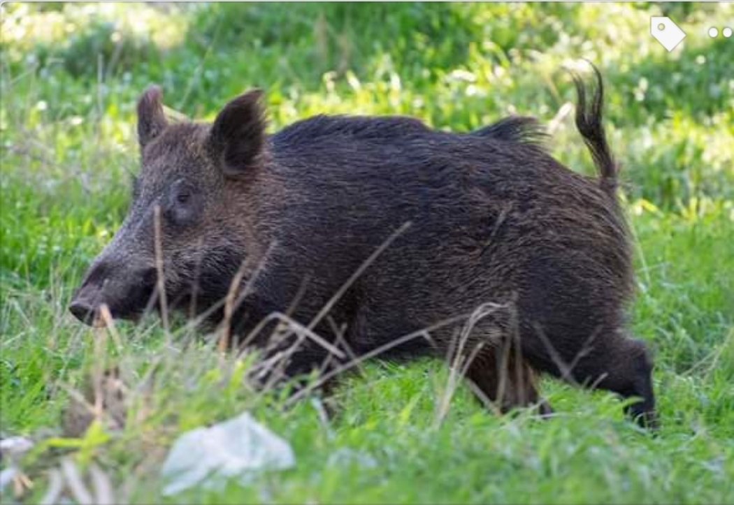 Throw like a hog - Boar, Israel, Video, Longpost