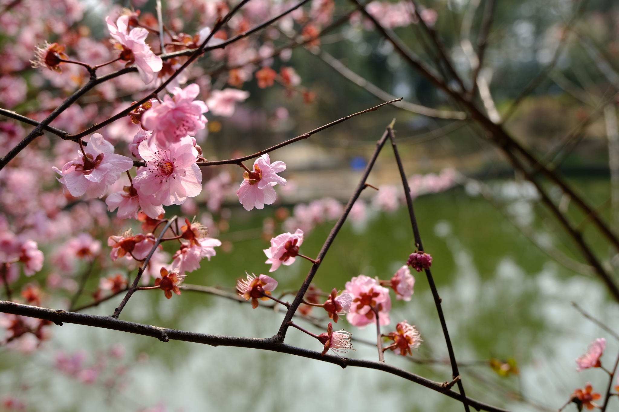 Sights of Changsha. Part 1: Botanical Garden - My, China, Travels, sights, Spring, The photo, Longpost, Botanical Garden