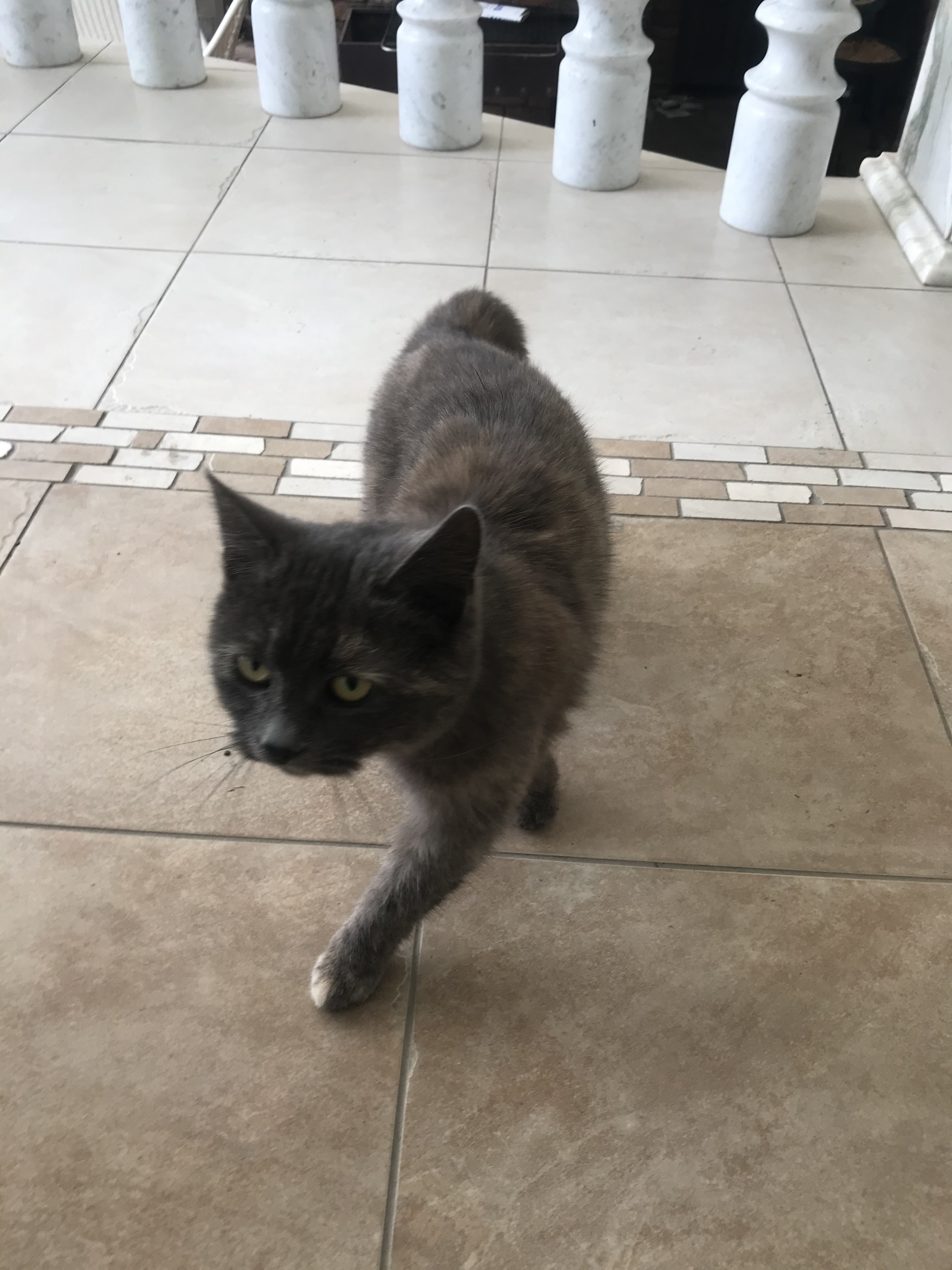 The cat came to Krasnodar - cat, Krasnodar, No rating, Longpost, In good hands, Found a cat