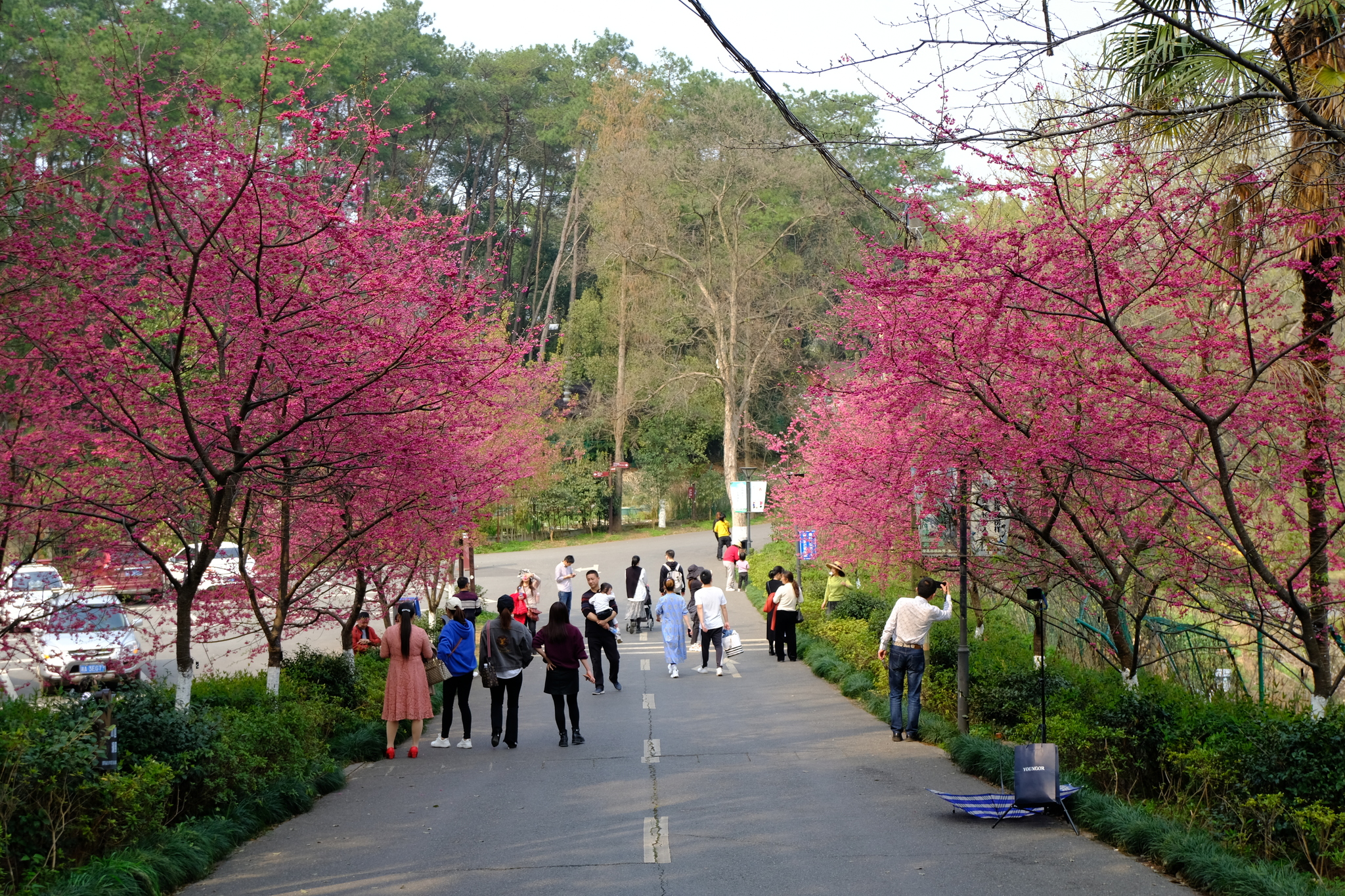 Sights of Changsha. Part 1: Botanical Garden - My, China, Travels, sights, Spring, The photo, Longpost, Botanical Garden