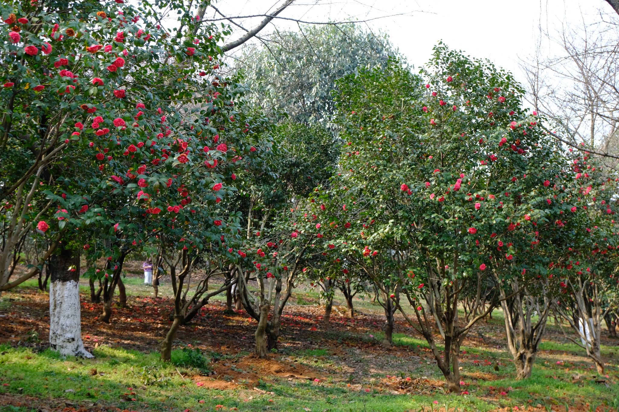 Sights of Changsha. Part 1: Botanical Garden - My, China, Travels, sights, Spring, The photo, Longpost, Botanical Garden